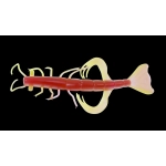 SHRIMP 3 LAMINAT SHRIMP 3 LAMINAT