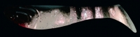 KOPYTO 3"  RKBLS3-S038