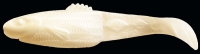 DIAMOND SHAD 2,5"  RDS25-S007