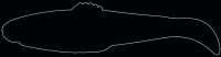 DIAMOND SHAD 2,5"  RDS25-TC292