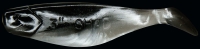 SHAD 3"  SM3-L016