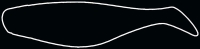 SHAD 3"  SM3-TC039